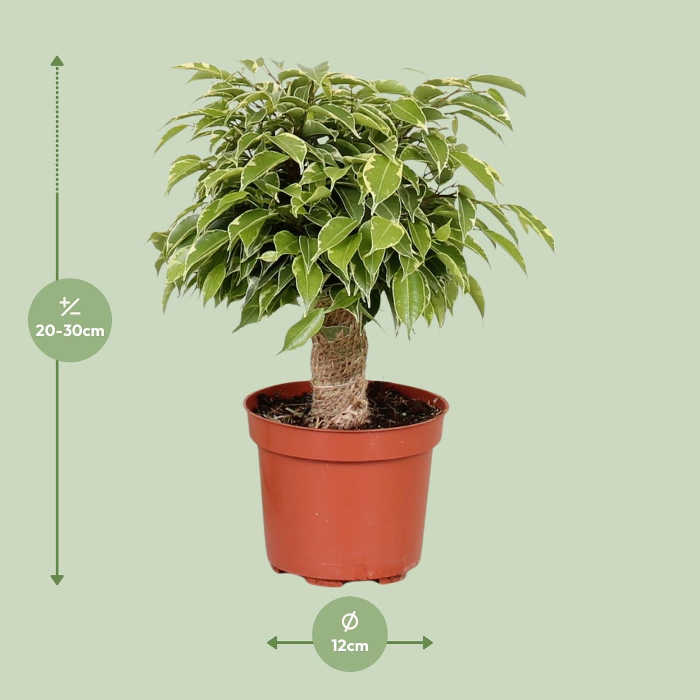 Ficus Benjamina Kinky – Ø12 cm – ↕28 cm
