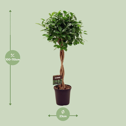 Ficus Moclame – Ø23cm ↕110cm | Average maintenance