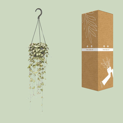 Ceropegia Woodii – String of Hearts Hanging Plant Ø14 cm ↕50 cm