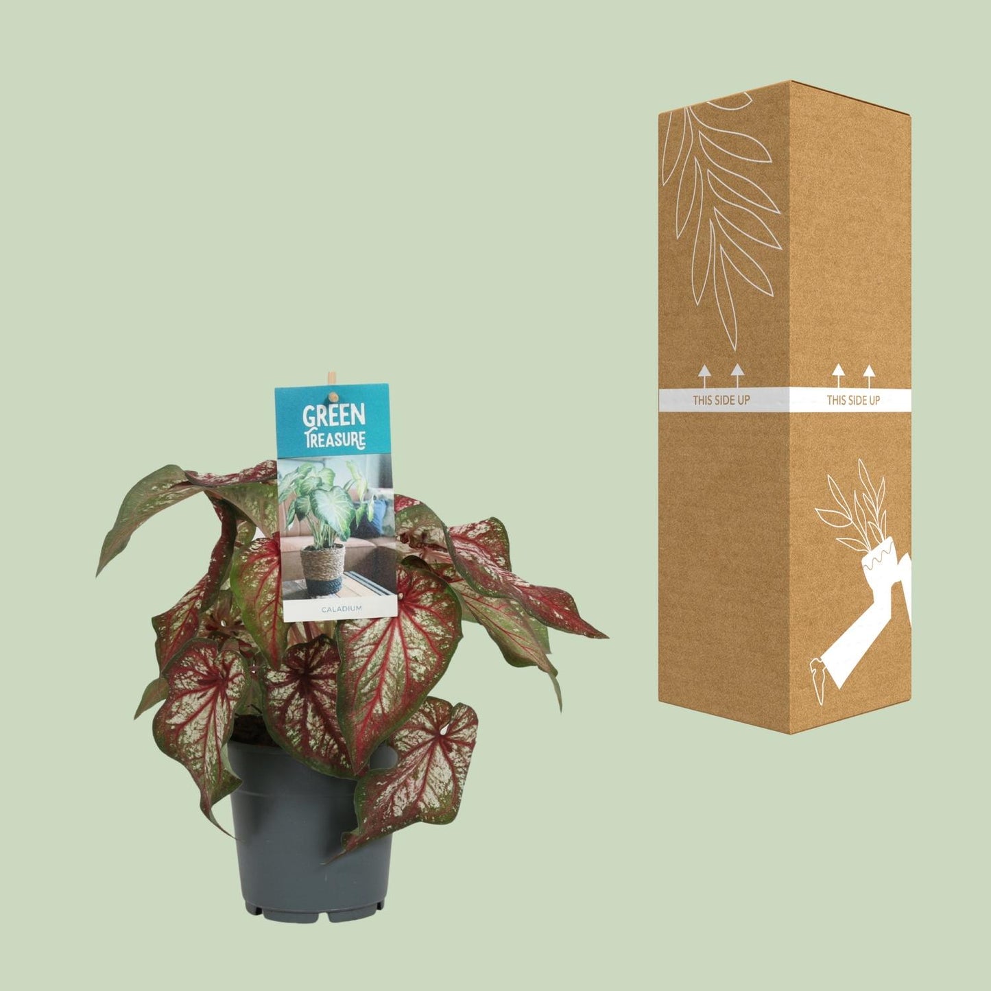 Caladium Bicolor - Ø12cm - ↕25cm | The angel wing in Technicolor – Challenging maintenance
