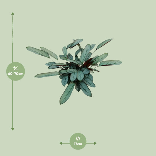 Ctenanthe oppenheimiana – Ø17cm ↕70cm | Average maintenance