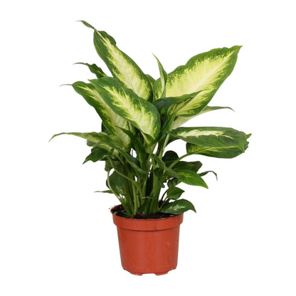 Dieffenbachia Camilla – Ø12cm ↕35cm | Average maintenance