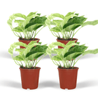 Epipremnum Marble Queen – Set van 4 – Ø12 cm – ↕15 cm