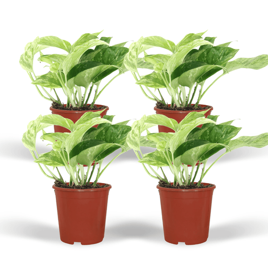 Epipremnum Marble Queen – Set of 4 – Ø12 cm – ↕15 cm