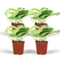 Epipremnum Marble Queen – Set of 4 – Ø12 cm – ↕15 cm