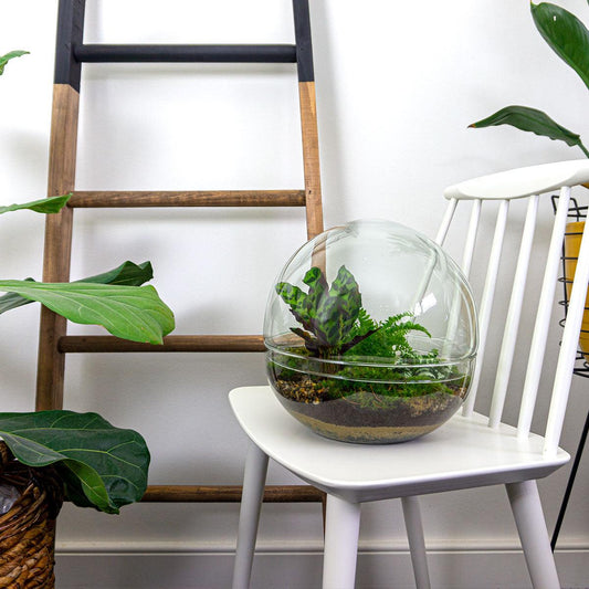 🌿🛠️ DIY Terrarium Dome XL – 30 cm – Complete with rake, shovel, tweezers &amp; scissors