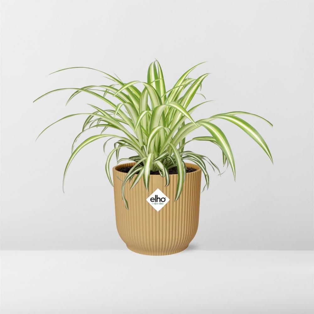Chlorophytum Comosum Variegatum in ELHO Vibes Fold 14 cm yellow