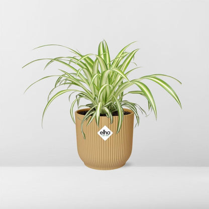 Chlorophytum Comosum Variegatum in ELHO Vibes Fold 14 cm yellow