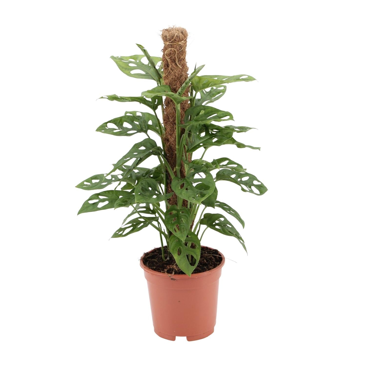 Monstera monkey - Ø17cm - ↕60cm | The jungle ninja – Easy maintenance