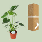 Monstera Deliciosa – Ø14cm ↕45cm | The Swiss Cheese Plant Icon – Easy Care