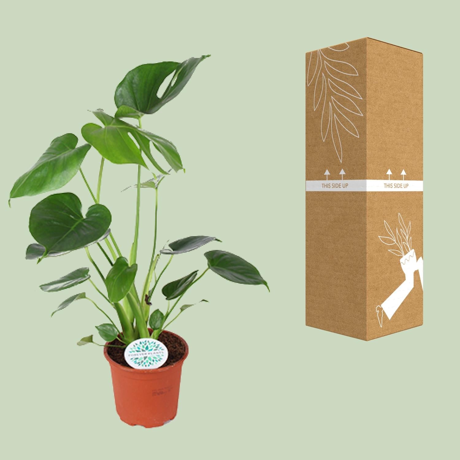 Monstera Deliciosa – Ø14cm ↕45cm | The Swiss Cheese Plant Icon – Easy Care