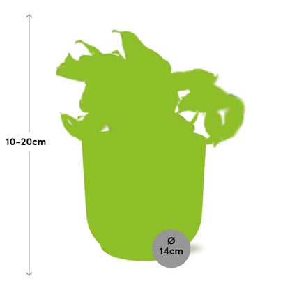 Epipremnum Pinnatum Happy Leaf in ELHO Vibes Fold 14 cm pink
