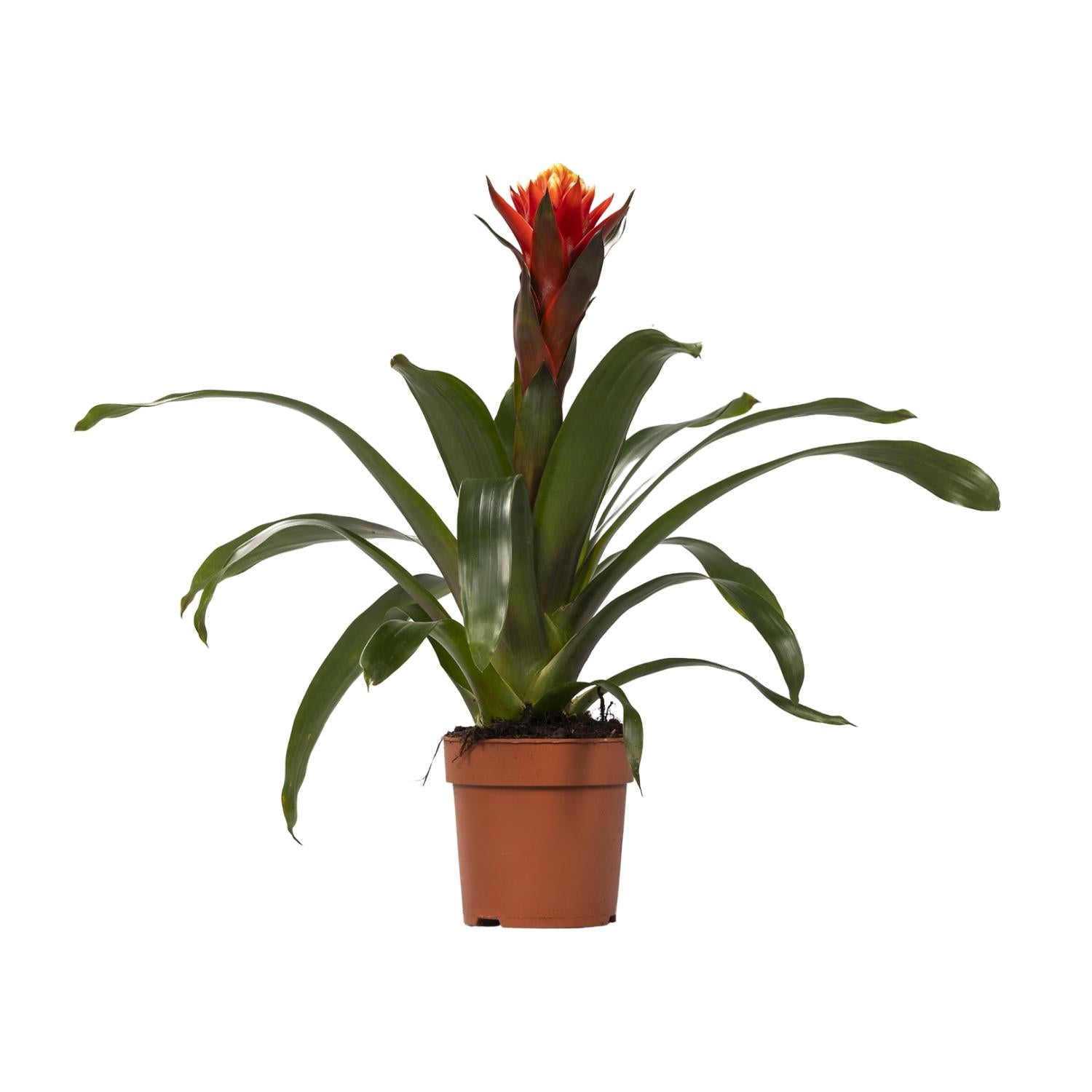 Guzmania Happiness – Ø12cm ↕45cm | Easy maintenance