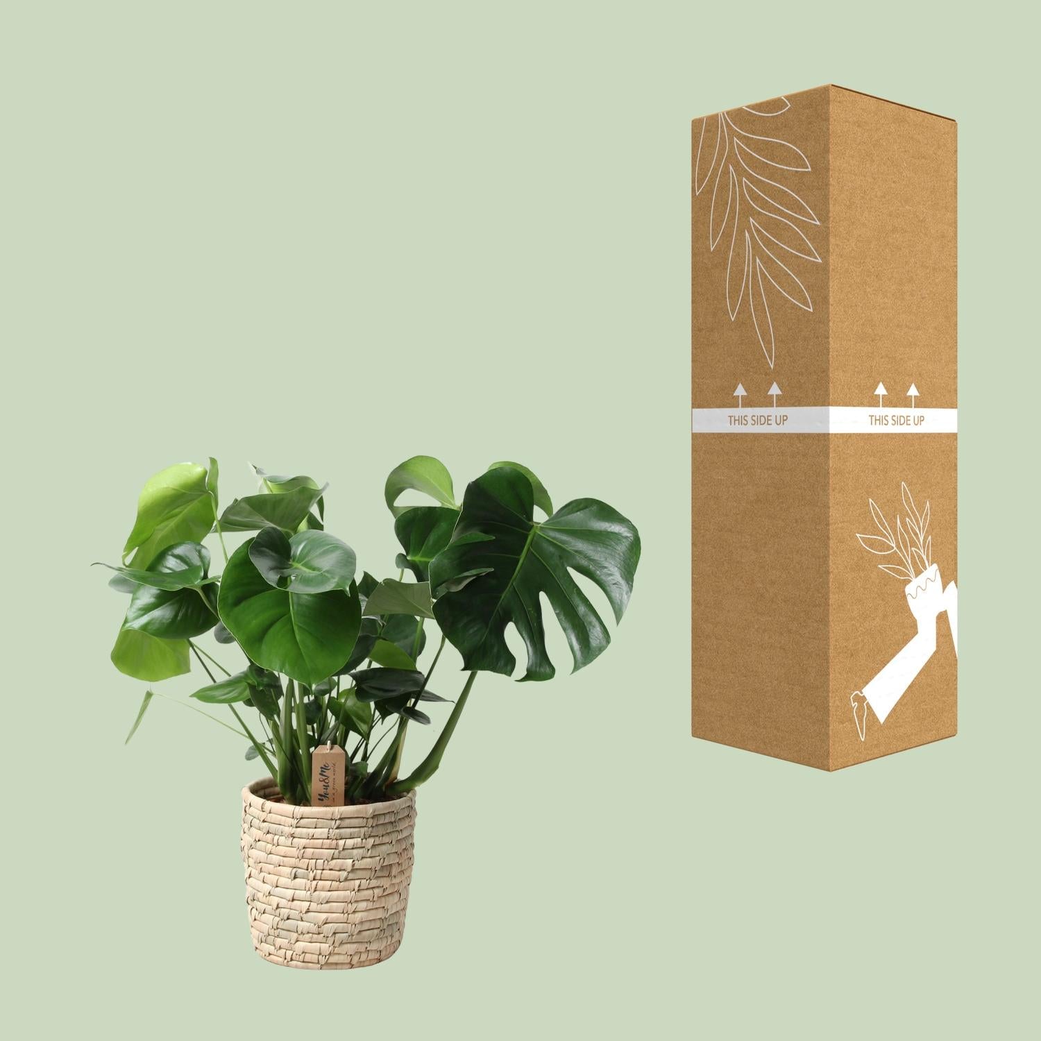 Monstera in Basket Palmleaf – Ø21cm ↕60cm | Average maintenance