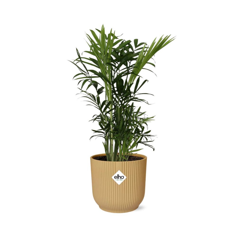 Chamaedorea elegans in ELHO Vibes Fold 14cm yellow | Mini palm, maxi vibes – Easy care