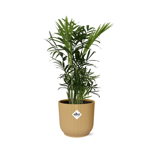 Chamaedorea elegans in ELHO Vibes Fold 14cm yellow | Mini palm, maxi vibes – Easy care