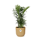 Chamaedorea elegans in ELHO Vibes Fold 14cm yellow | Mini palm, maxi vibes – Easy care