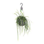 Lepismium Bolivianum – Hanging Forest Cactus Ø17 cm ↕40 cm