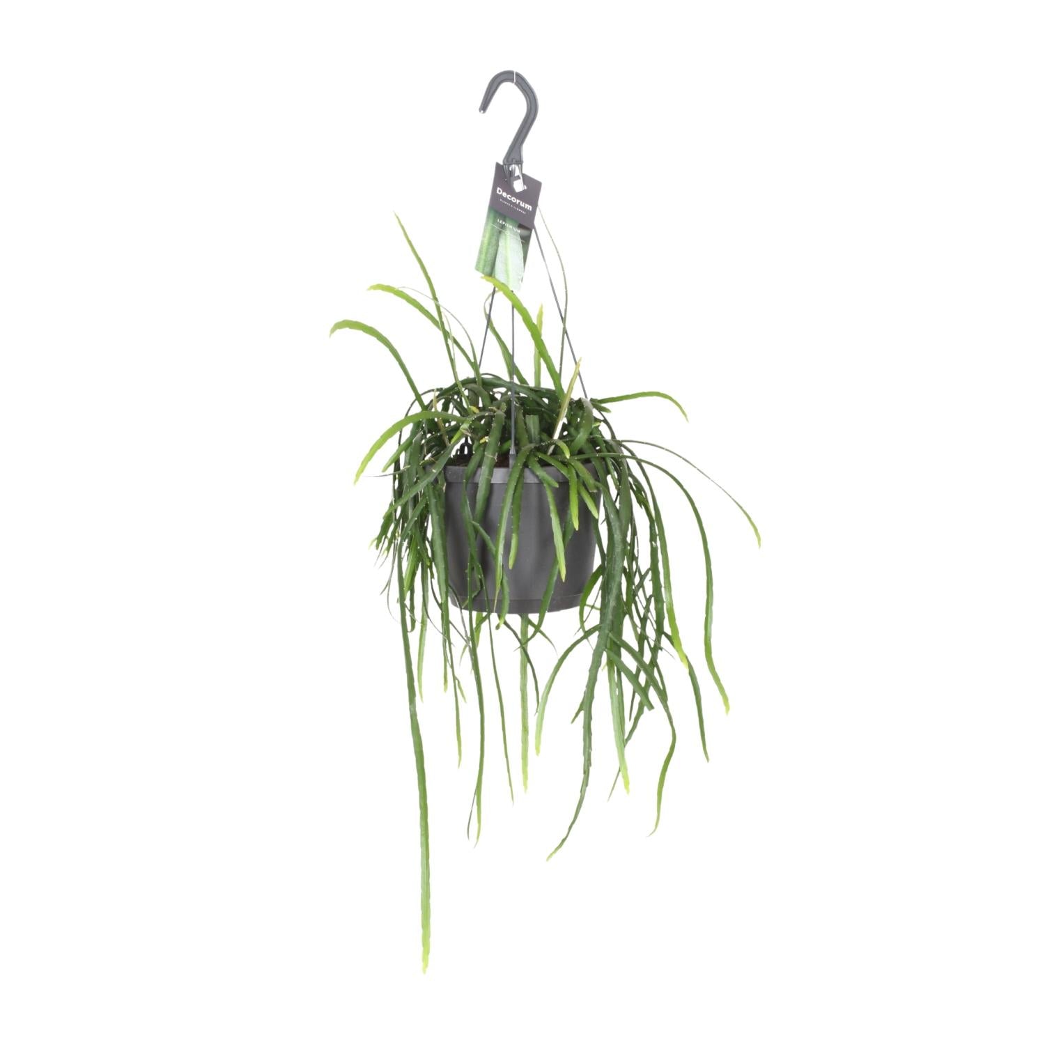 Lepismium Bolivianum – Hanging Forest Cactus Ø17 cm ↕40 cm