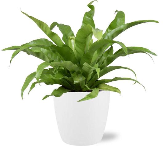 Asplenium Antiquum + Pot Brussels White – Ø17cm ↕45cm | Average maintenance