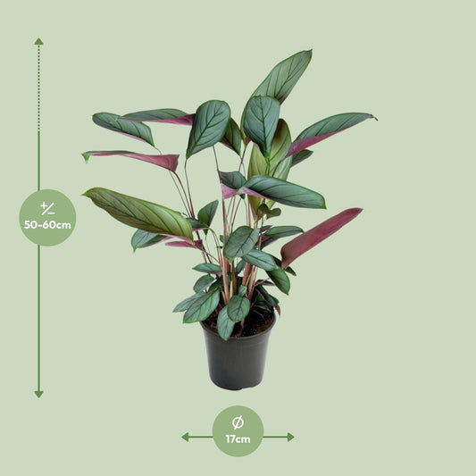 Ctenanthe Setosa – Ø17cm ↕60cm | Jungle Artist – Average maintenance