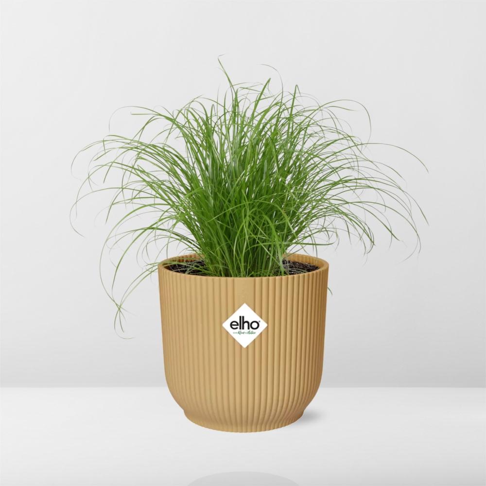 Cyperus Alternifolius 'Zumula' in ELHO Vibes Fold 14cm yellow | Umbrella grass with thirst – Average maintenance