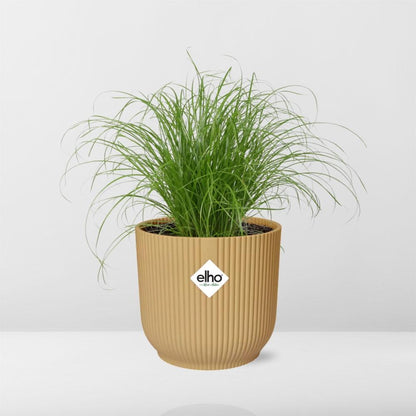 Cyperus Alternifolius 'Zumula' in ELHO Vibes Fold 14cm yellow | Umbrella grass with thirst – Average maintenance