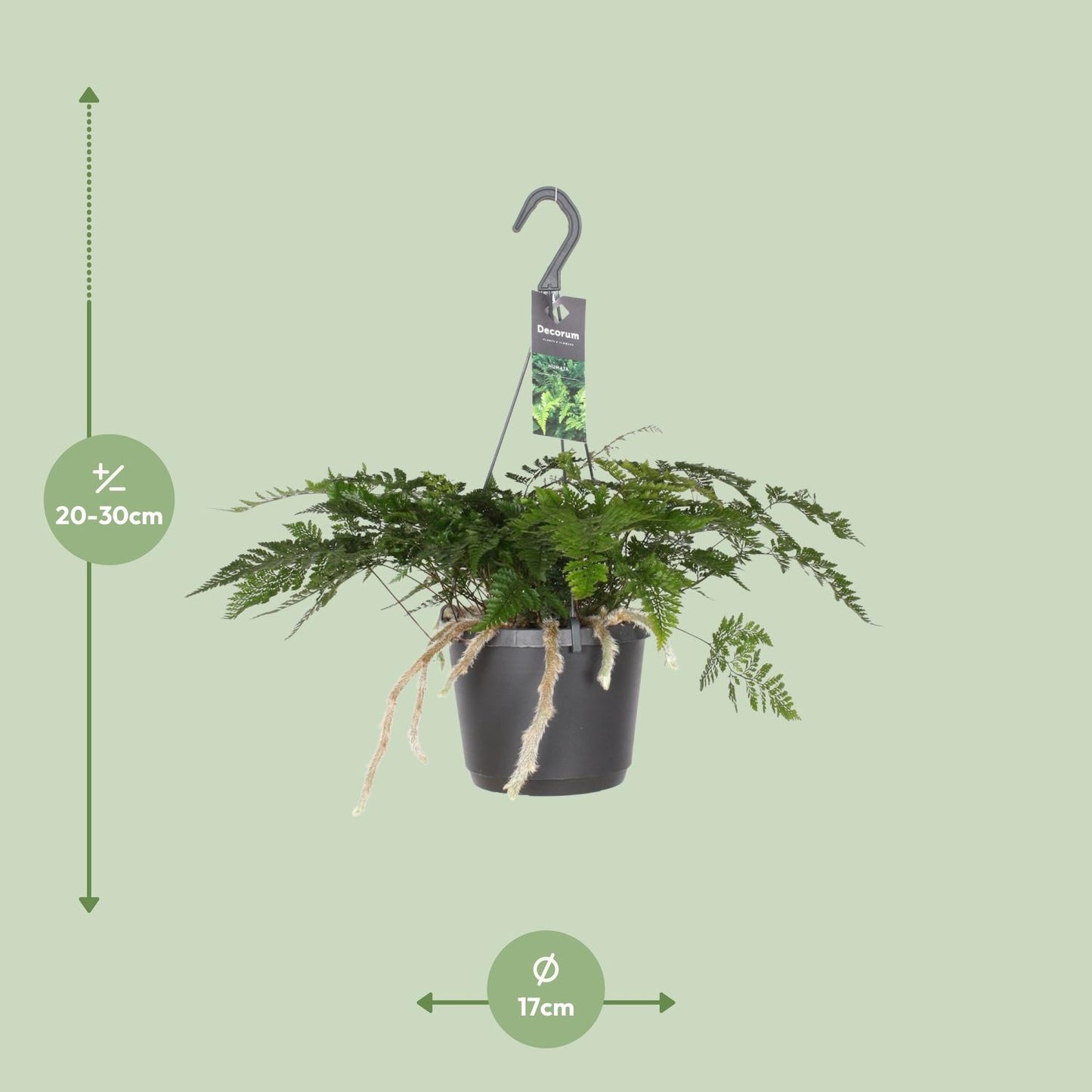 Davallia Bullata – Rabbit's Foot Fern Ø17 cm ↕30 cm
