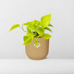 Polyscias Balfouriana – Ø17cm ↕50cm | Round leaves, great charisma – Average maintenance