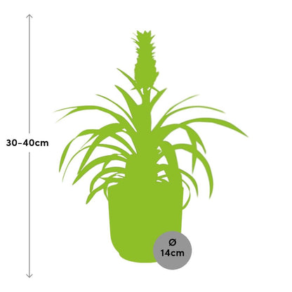 Pineapple 'Mi Amigo' in ELHO Vibes Fold 14cm pink | Tropical eye-catcher – Average maintenance