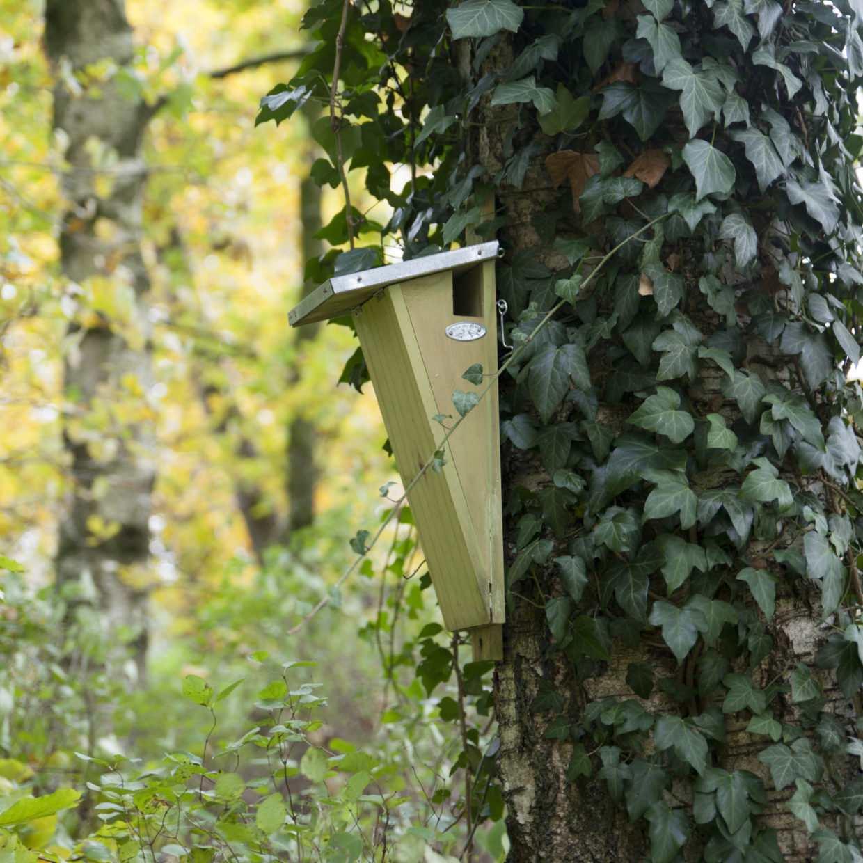 Treecreeper birdhouse - Nesting box - Garden animals