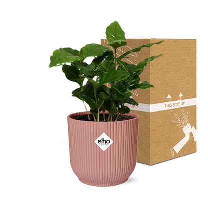 Coffea Arabica in ELHO Vibes Fold 14cm pink | Your own coffee plant – Average maintenance