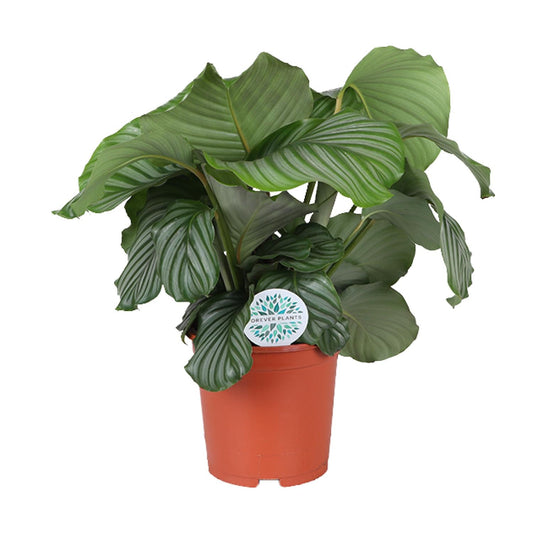 Calathea Orbifolia - Ø21cm - ↕70cm | The Zen Peacock Fan – Challenging Maintenance