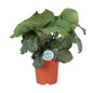 Calathea Orbifolia - Ø21cm - ↕70cm | The Zen Peacock Fan – Challenging Maintenance