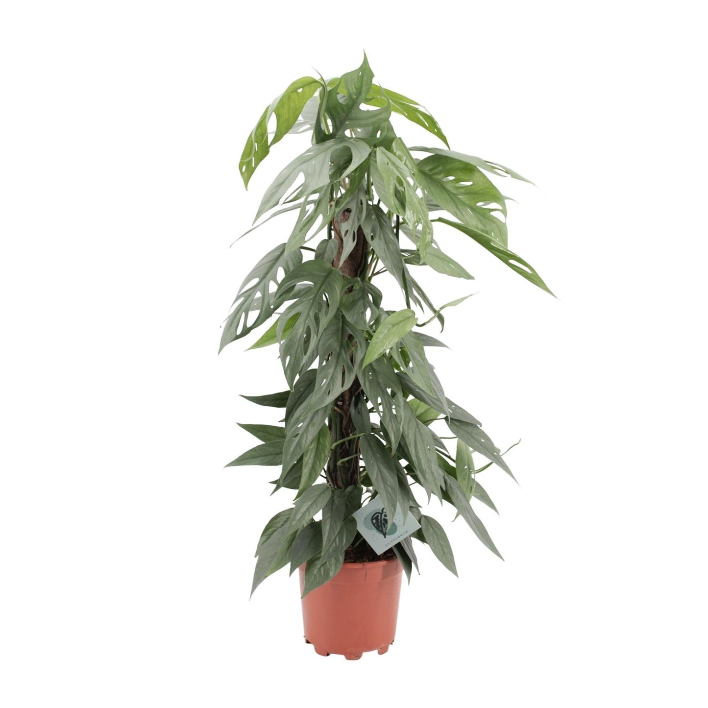 Epipremnum pinnatum 'Cebu Blue' - Ø17cm - ↕65cm | The skyline climber – Easy maintenance