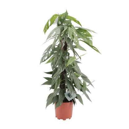 Epipremnum pinnatum 'Cebu Blue' - Ø17cm - ↕65cm | The skyline climber – Easy maintenance