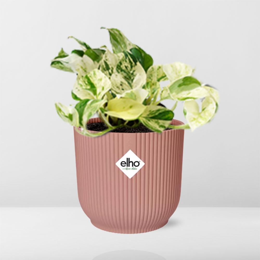 Epipremnum Pinnatum Happy Leaf in ELHO Vibes Fold 14 cm pink