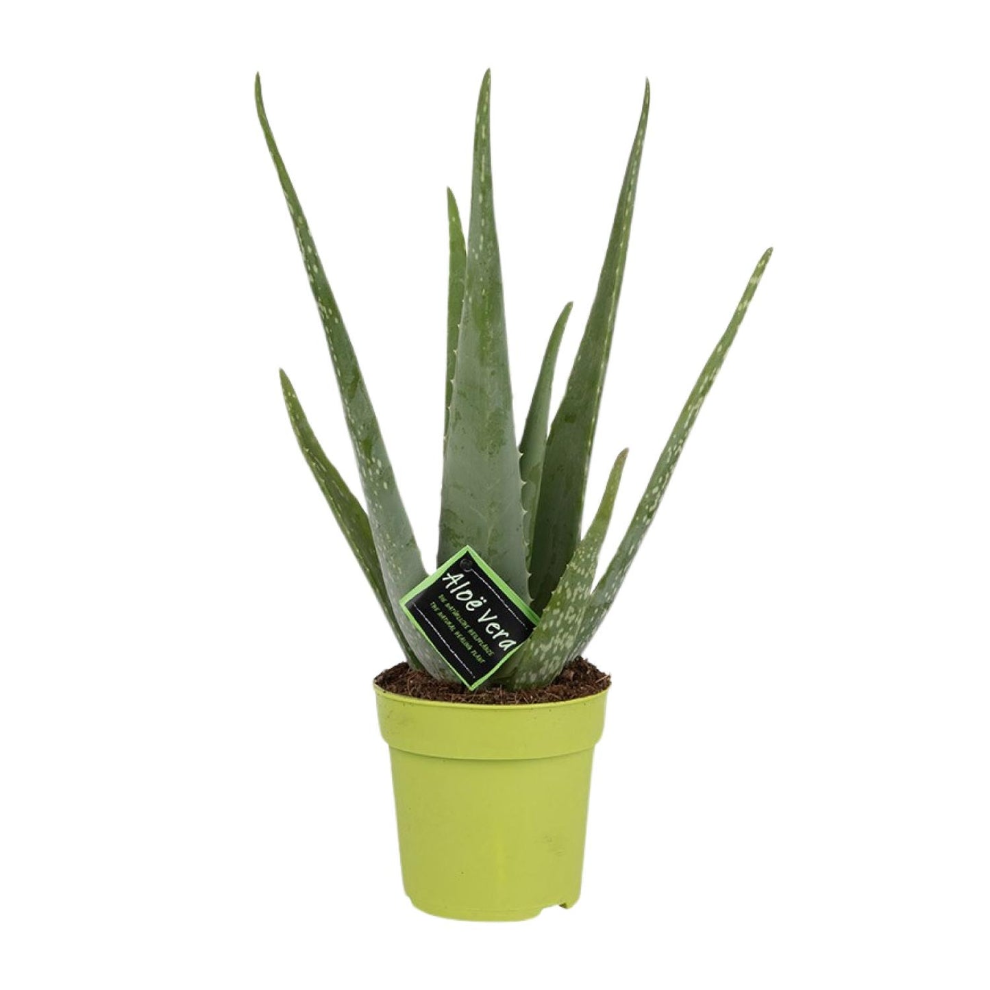 Aloe Vera – Ø12cm ↕45cm | Easy maintenance