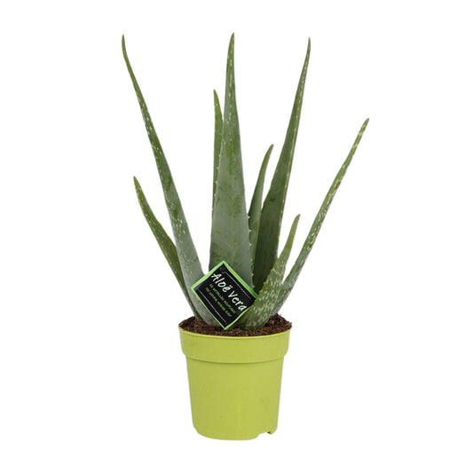 Aloe Vera – Ø12cm ↕45cm | Easy maintenance