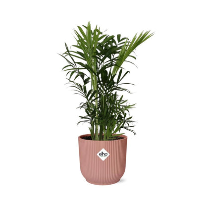 Chamaedorea Elegans in ELHO Vibes Fold 14 cm pink
