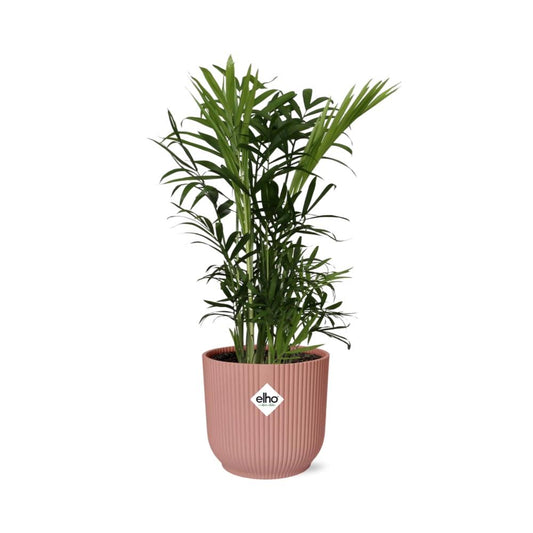 Chamaedorea Elegans in ELHO Vibes Fold 14 cm pink