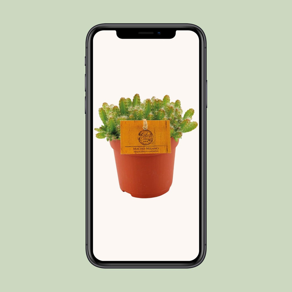 Hylocereus Undatus – Ø11cm ↕15cm | Challenging maintenance