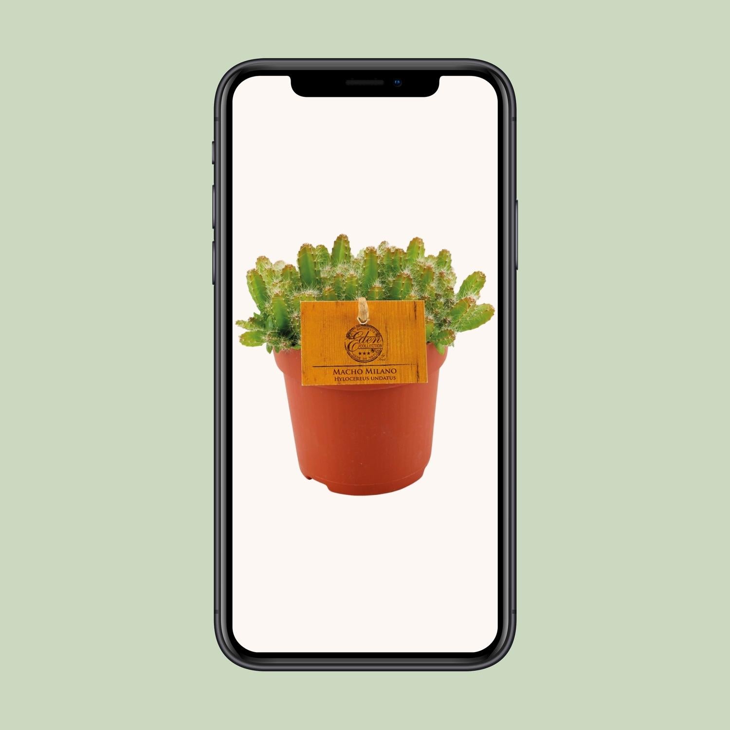 Hylocereus Undatus – Ø11cm ↕15cm | Challenging maintenance