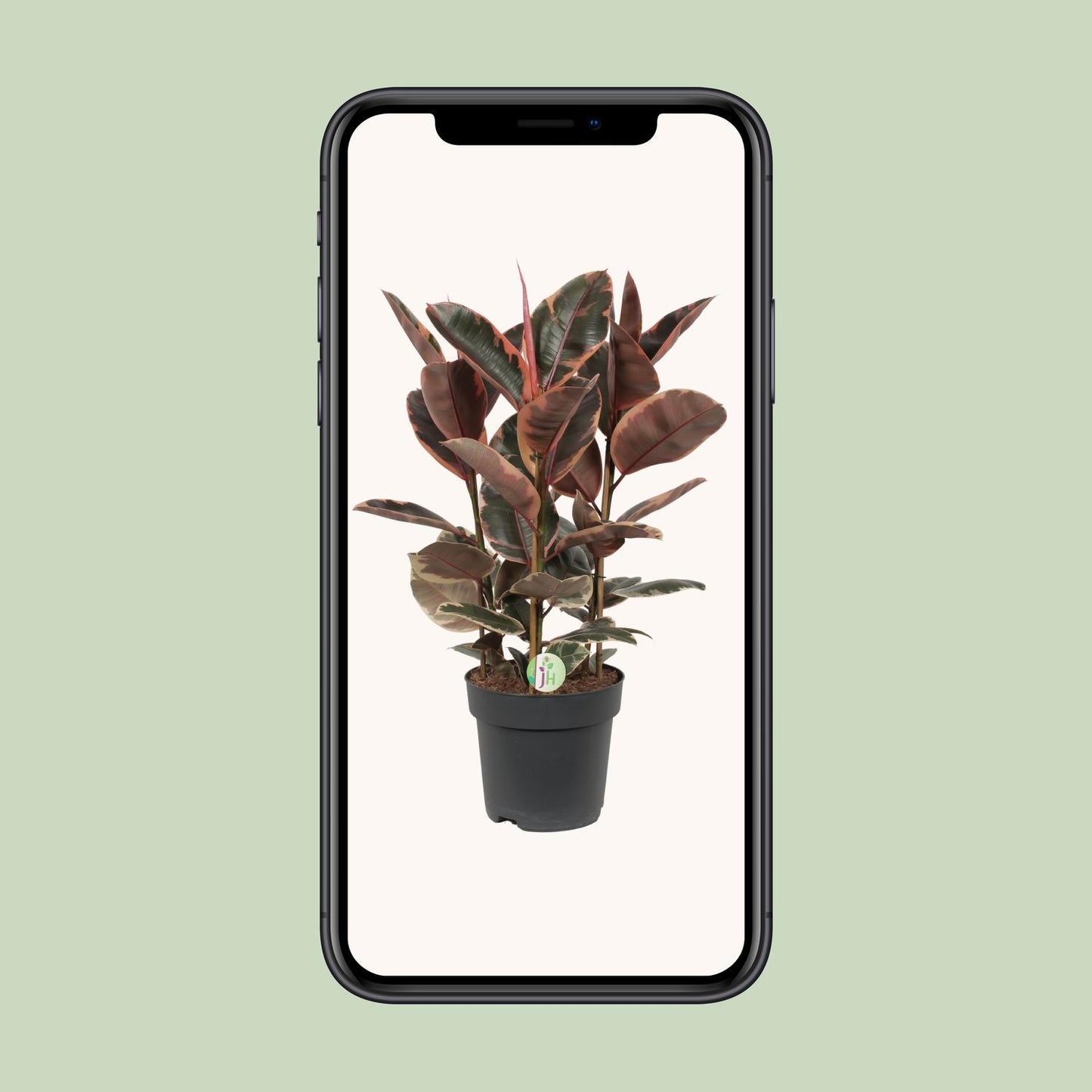 Ficus Belize – Ø27cm ↕80cm | Easy maintenance