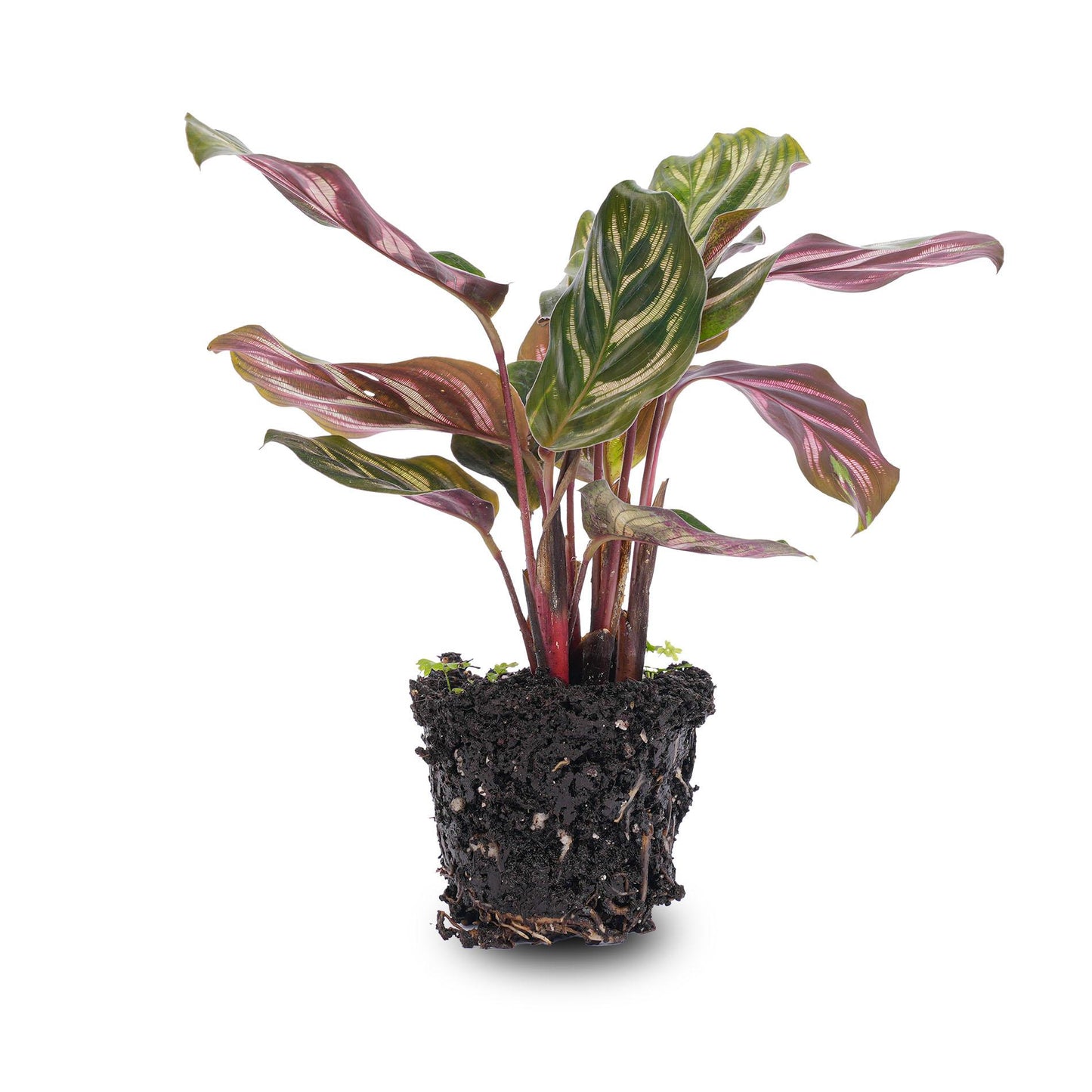 Calathea Makoyana – Peacock Plant – Terrarium Plant | The Peacock Feather Mini – Challenging Maintenance