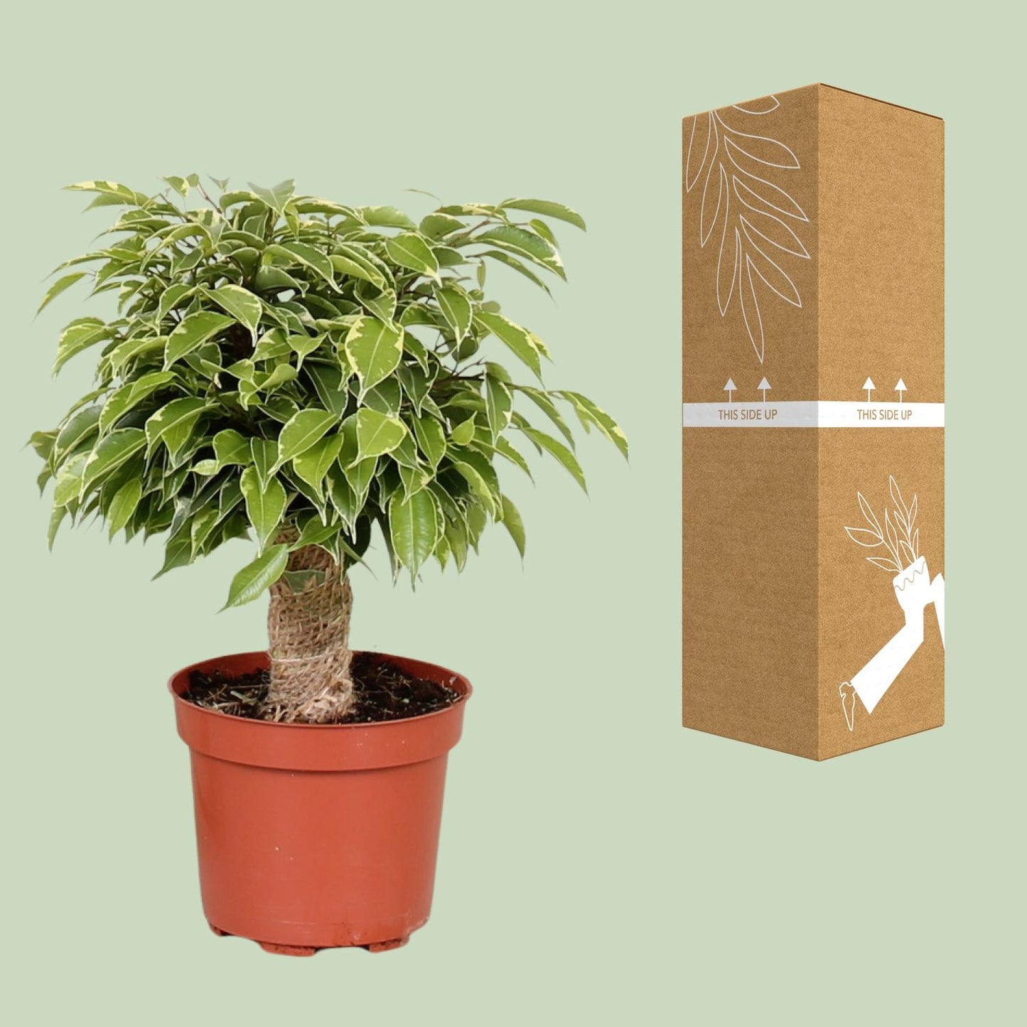 Ficus Benjamina Kinky – Ø12 cm – ↕28 cm