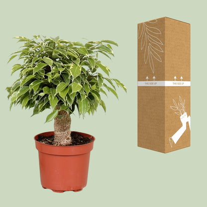 Ficus Benjamina Kinky – Ø12 cm – ↕28 cm