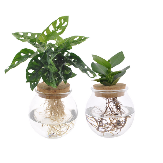 Glass Duo Monstera adansonii / Clusia – 2 pieces – Ø12cm ↕30cm | Easy maintenance