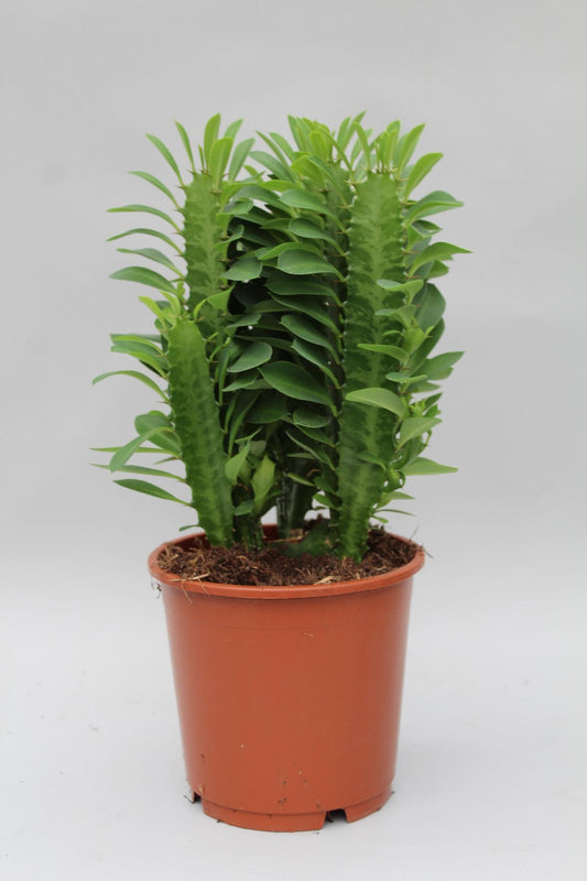 Euphorbia trigona (African Milk Tree) – Ø12cm ↕40cm | Easy maintenance