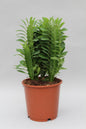 Euphorbia trigona (African Milk Tree) – Ø12cm ↕40cm | Easy maintenance